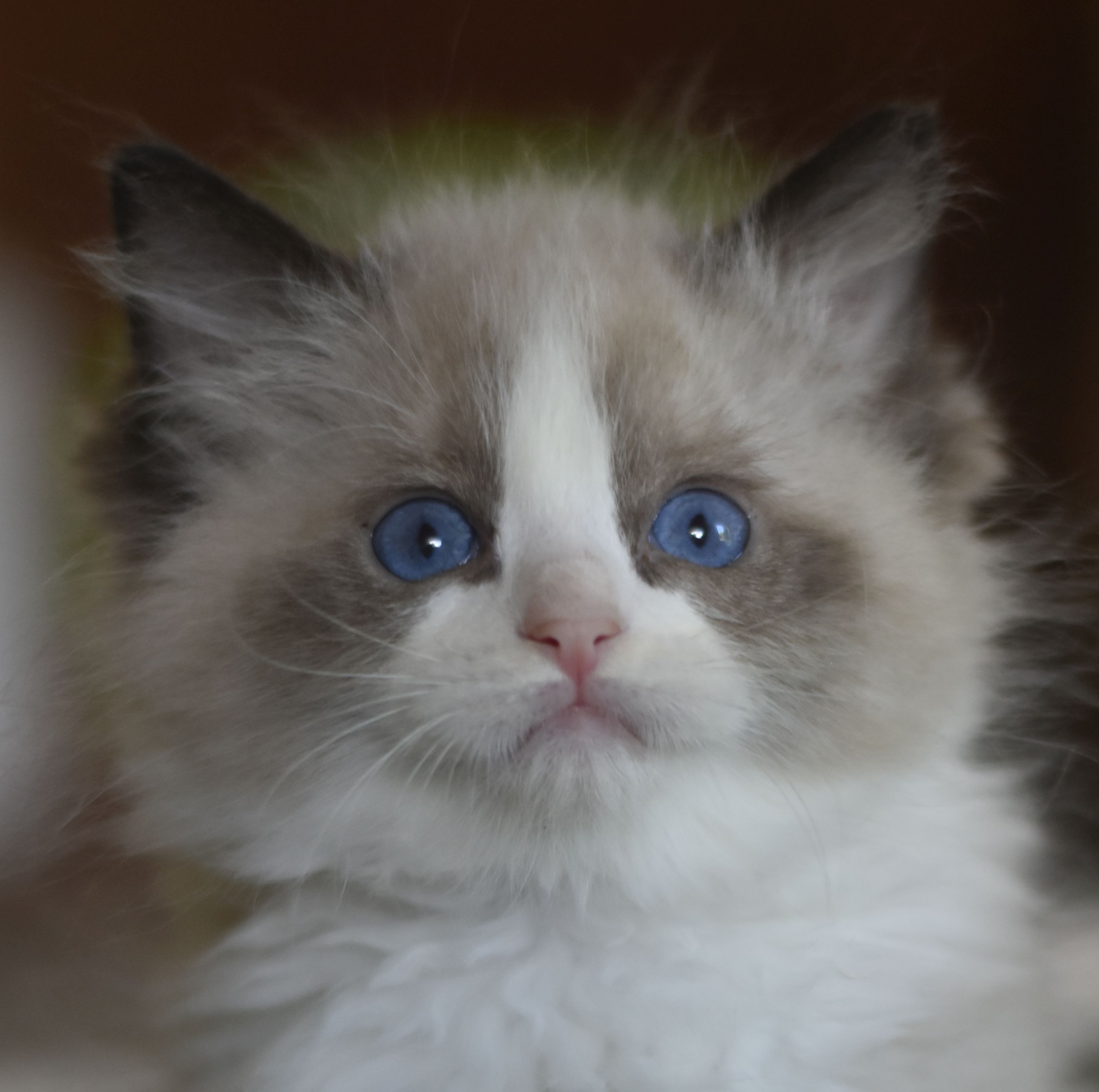 images/AvailableKittens/Benji website.jpg